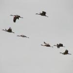 sandhill-cranes-ron-schott-285
