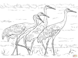 four-sandhill-cranes-coloring-page