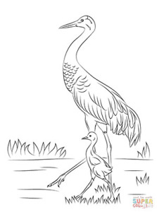 sandhill-crane-cute-chick-coloring-page
