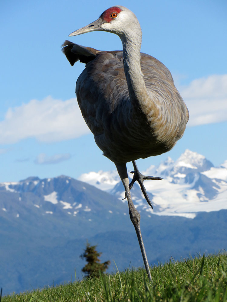 Sandhill-Cranes-Sidebar-1