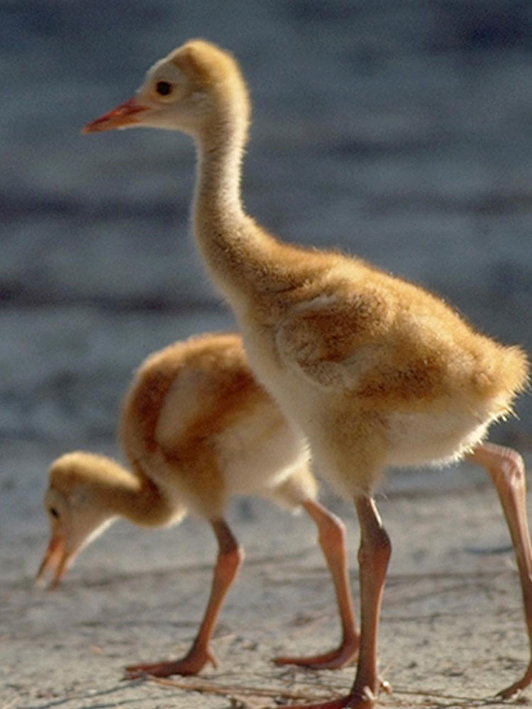 Sandhill-Cranes-Sidebar-2
