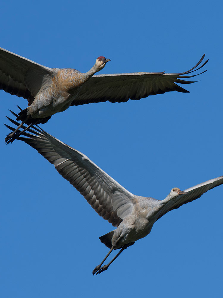 Sandhill-Cranes-Sidebar-3